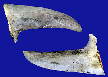 Alopias vulpinus_pectorales.jpg